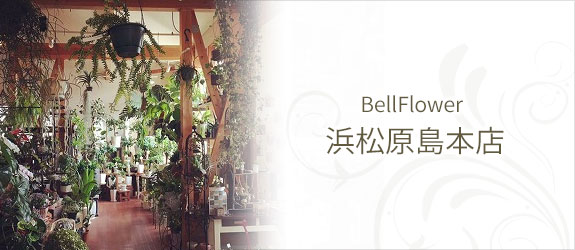 BellFlower  浜松原島本店